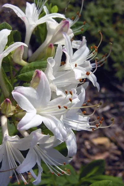 Snowbird Fragrant Coastal Azalea (Rhododendron Atlanticum) - 2 Gallon Pot -Chaste Tree World rhododendron atlanticum snowbird native azalea 6