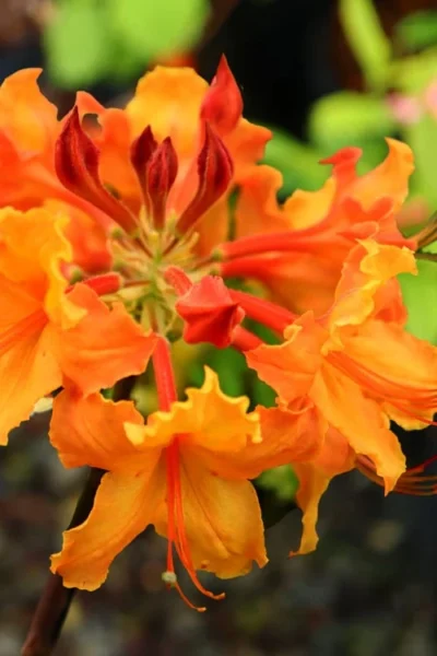 Andrew J. Boike Alabama Flame Native Azalea Azalea - 3 Gallon Pot -Chaste Tree World rhododendron austrinum andrew j boike native azalea 5
