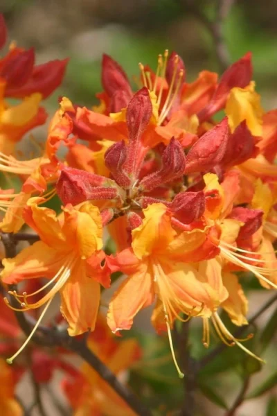 Florida Flame Native Azalea (Rhododendron Austrinum) - 3 Gallon Pot -Chaste Tree World rhododendron austrinum florida flame native azalea 5