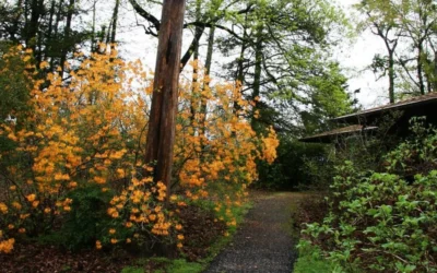 Florida Flame Native Azalea (Rhododendron Austrinum) - 3 Gallon Pot -Chaste Tree World rhododendron austrinum florida flame native azalea 8