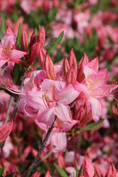 Candy Lights Cold Hardy Azalea (Rhododendron) - 3 Gallon Pot -Chaste Tree World rhododendron candy lights azalea 10