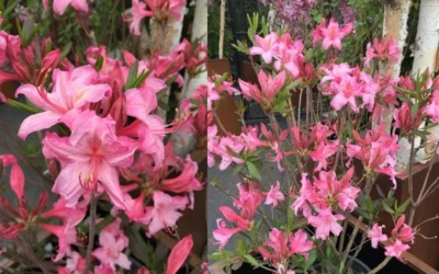 Candy Lights Cold Hardy Azalea (Rhododendron) - 3 Gallon Pot -Chaste Tree World rhododendron candy lights azalea 11