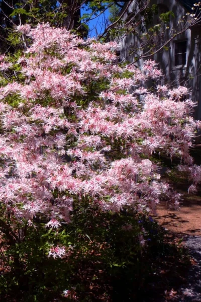 Piedmont Native Azalea - 3 Gallon Pot -Chaste Tree World rhododendron canescens piedmont azalea 6
