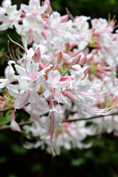 Piedmont Native Azalea - 3 Gallon Pot -Chaste Tree World rhododendron canescens piedmont azalea 8