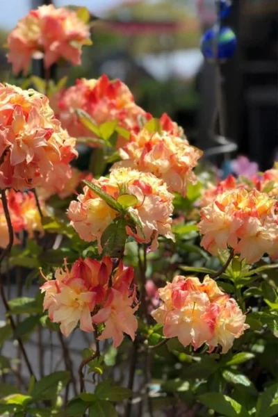 Cannon's Double Exbury Azalea (Rhdodendron) - 2 Gallon Pot -Chaste Tree World rhododendron cannons double azalea 2