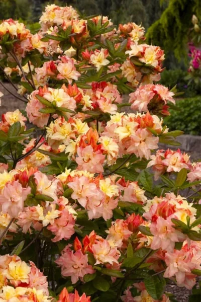Cannon's Double Exbury Azalea (Rhdodendron) - 2 Gallon Pot -Chaste Tree World rhododendron cannons double azalea 3