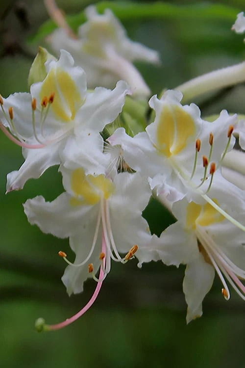 Coleman's Native Azalea (Rhododendron Colemanii 'Multiflora') - 3 Gallon Pot 4 Coleman's Native Azalea (Rhododendron Colemanii 'Multiflora') - 3 Gallon Pot - Image 4