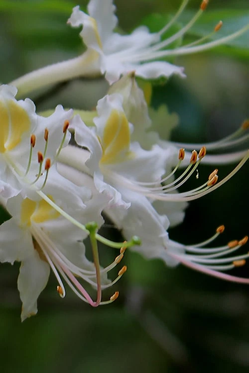 Coleman's Native Azalea (Rhododendron Colemanii 'Multiflora') - 3 Gallon Pot 5 Coleman's Native Azalea (Rhododendron Colemanii 'Multiflora') - 3 Gallon Pot - Image 5