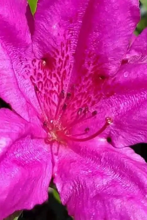Congo Purple Azalea - 3 Gallon Pot 4 Congo Purple Azalea - 3 Gallon Pot - Image 4
