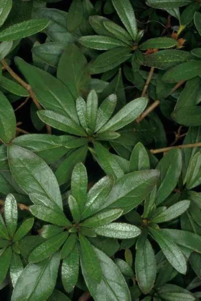 Congo Purple Azalea - 3 Gallon Pot 11 Congo Purple Azalea - 3 Gallon Pot -Chaste Tree World rhododendron congo robin hill hybrid azalea 4