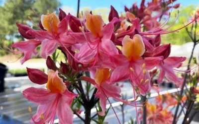 Cotton Candy Native Azalea (Rhododendron) - 3 Gallon Pot -Chaste Tree World rhododendron cotton candy native azalea 5