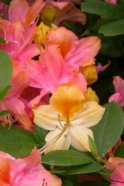 Garden Rainbow Tricolor Azalea (Rhododendron) - 6 Pack Of 1 Gallon Pots -Chaste Tree World rhododendron garden rainbow native azalea 3