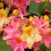 Garden Rainbow Tricolor Azalea (Rhododendron) - 6 Pack Of 1 Gallon Pots