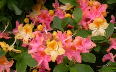Garden Rainbow Tricolor Azalea (Rhododendron) - 6 Pack Of 1 Gallon Pots -Chaste Tree World rhododendron garden rainbow native azalea 6