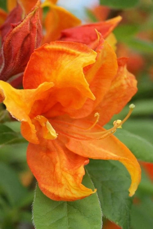 Golden Eagle Azalea (Rhododendron) - 3 Gallon Pot 1 Golden Eagle Azalea (Rhododendron) - 3 Gallon Pot