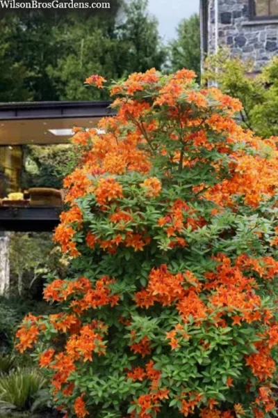 Golden Eagle Azalea (Rhododendron) - 3 Gallon Pot 8 Golden Eagle Azalea (Rhododendron) - 3 Gallon Pot -Chaste Tree World rhododendron golden eagle azalea 7