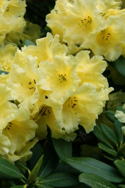 Hotei Yellow Rhododendron - 1 Gallon Pot