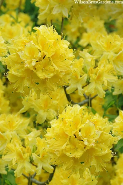 Lemon Lights Cold Hardy Azalea (Rhododendron) - 1 Gallon Pot