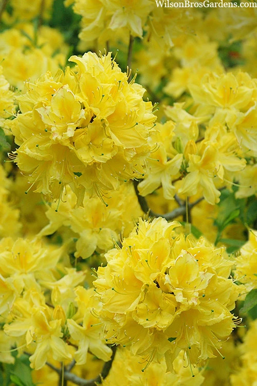 Lemon Lights Cold Hardy Azalea (Rhododendron) - 1 Gallon Pot 1 Lemon Lights Cold Hardy Azalea (Rhododendron) - 1 Gallon Pot