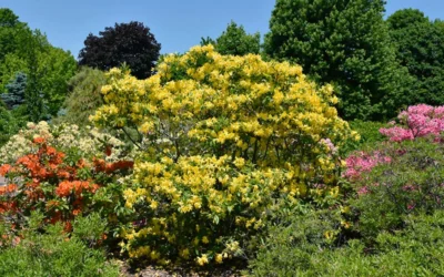 Lemon Lights Cold Hardy Azalea (Rhododendron) - 1 Gallon Pot 8 Lemon Lights Cold Hardy Azalea (Rhododendron) - 1 Gallon Pot -Chaste Tree World rhododendron lemon lights azalea 4