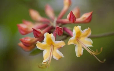 Millie Mac Native Azalea (Rhododendron) - 3 Gallon Pot -Chaste Tree World rhododendron millie mac native azalea 10