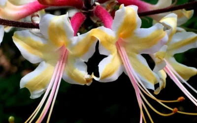 Millie Mac Native Azalea (Rhododendron) - 3 Gallon Pot -Chaste Tree World rhododendron millie mac native azalea 15