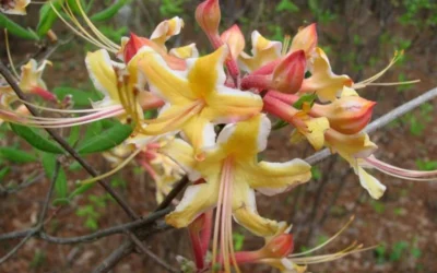 Millie Mac Native Azalea (Rhododendron) - 3 Gallon Pot -Chaste Tree World rhododendron millie mac native azalea 2