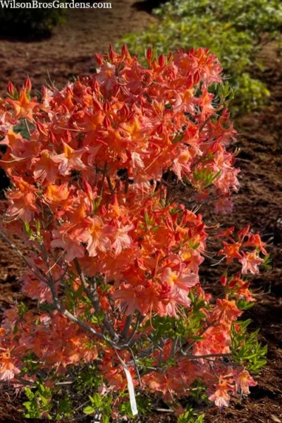 Pat Ryan Aromi Azalea (Rhododendron Hybrid) - 3 Gallon Pot -Chaste Tree World rhododendron pat ryan native azalea 104 1