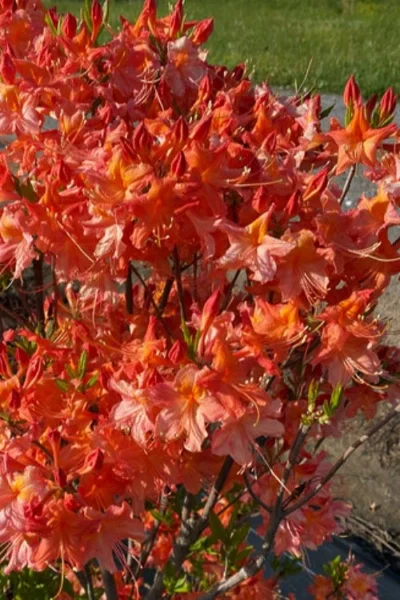 Pat Ryan Aromi Azalea (Rhododendron Hybrid) - 1 Gallon Pot -Chaste Tree World rhododendron pat ryan native azalea 106