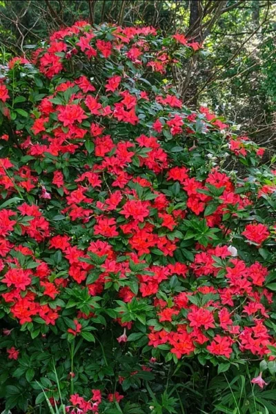 Plum Leaf Native Azalea (Rhododendron Prunifolium) - 3 Gallon Pot 8 Plum Leaf Native Azalea (Rhododendron Prunifolium) - 3 Gallon Pot -Chaste Tree World rhododendron prunifolium plum leaf azalea 5