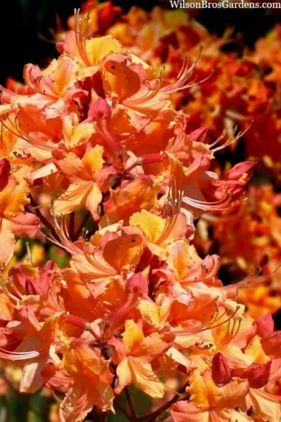 Tallulah Sunrise Native Azalea (Rhododendron) - 3 Gallon Pot -Chaste Tree World rhododendron tallulah sunrise native azalea 102