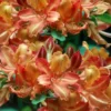Verdie Sommerville Azalea (Rhododendron) - 3 Gallon Pot