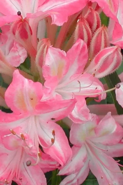 Ribbon Candy Swamp Azalea (Rhododendron Viscosum) - 2 Gallon Pot -Chaste Tree World rhododendron viscosum ribbon candy swamp azalea 1 1