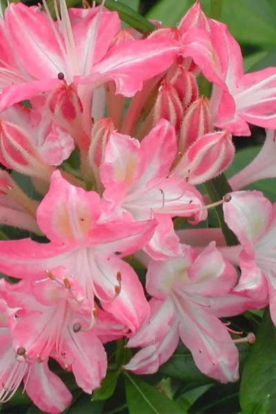 Ribbon Candy Swamp Azalea (Rhododendron Viscosum) - 2 Gallon Pot