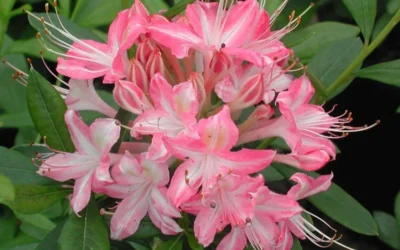 Ribbon Candy Swamp Azalea (Rhododendron Viscosum) - 3 Gallon Pot 10 Ribbon Candy Swamp Azalea (Rhododendron Viscosum) - 3 Gallon Pot -Chaste Tree World rhododendron viscosum ribbon candy swamp azalea 3