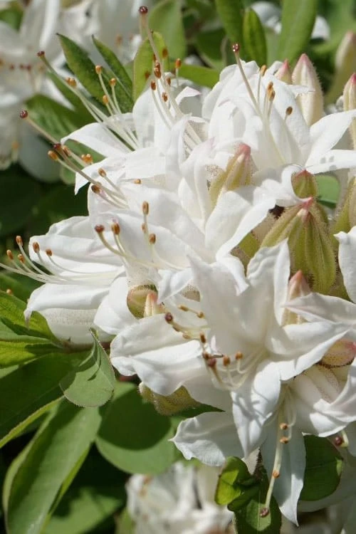 Swamp Azalea (Rhododendron Viscosum) - 1 Gallon Pot 8 Swamp Azalea (Rhododendron Viscosum) - 1 Gallon Pot - Image 8