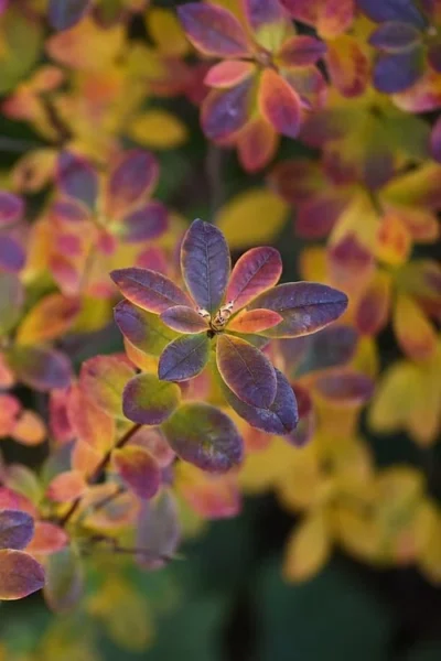 Swamp Azalea (Rhododendron Viscosum) - 3 Gallon Pot 15 Swamp Azalea (Rhododendron Viscosum) - 3 Gallon Pot -Chaste Tree World rhododendron viscosum swamp azalea 2