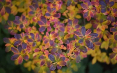 Swamp Azalea (Rhododendron Viscosum) - 3 Gallon Pot 18 Swamp Azalea (Rhododendron Viscosum) - 3 Gallon Pot -Chaste Tree World rhododendron viscosum swamp azalea 3 3