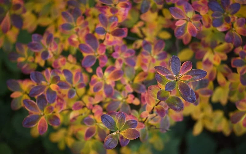 Ribbon Candy Swamp Azalea (Rhododendron Viscosum) - 3 Gallon Pot 6 Ribbon Candy Swamp Azalea (Rhododendron Viscosum) - 3 Gallon Pot - Image 6