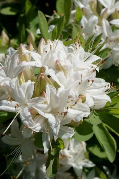 Swamp Azalea (Rhododendron Viscosum) - 1 Gallon Pot 13 Swamp Azalea (Rhododendron Viscosum) - 1 Gallon Pot -Chaste Tree World rhododendron viscosum swamp azalea 5 1