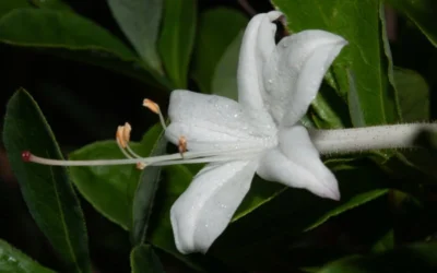 Swamp Azalea (Rhododendron Viscosum) - 3 Gallon Pot 16 Swamp Azalea (Rhododendron Viscosum) - 3 Gallon Pot -Chaste Tree World rhododendron viscosum swamp azalea 8