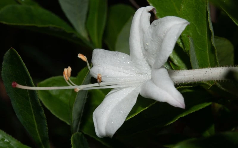 Swamp Azalea (Rhododendron Viscosum) - 3 Gallon Pot 7 Swamp Azalea (Rhododendron Viscosum) - 3 Gallon Pot - Image 7