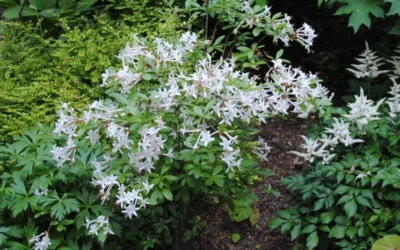 Swamp Azalea (Rhododendron Viscosum) - 1 Gallon Pot 19 Swamp Azalea (Rhododendron Viscosum) - 1 Gallon Pot -Chaste Tree World rhododendron viscosum swamp azalea 9 1