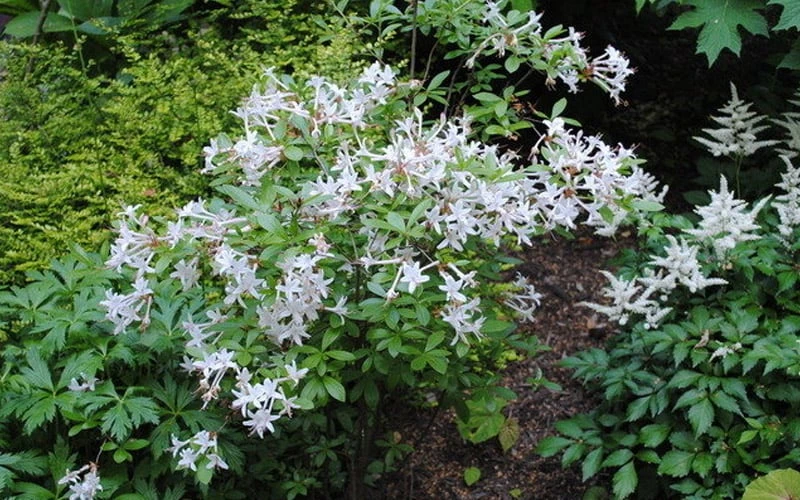Swamp Azalea (Rhododendron Viscosum) - 1 Gallon Pot 10 Swamp Azalea (Rhododendron Viscosum) - 1 Gallon Pot - Image 10