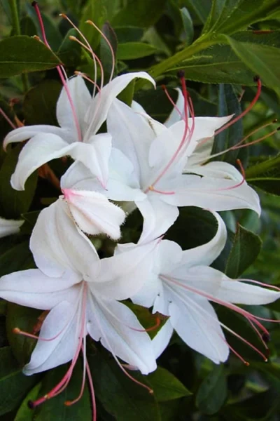 Weston's Innocence Fragrant Swamp Azalea (Rhododendron) - 3 Gallon Pot 13 Weston's Innocence Fragrant Swamp Azalea (Rhododendron) - 3 Gallon Pot -Chaste Tree World rhododendron viscosum westons innocence native azalea 1