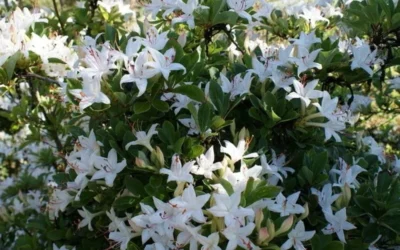 Weston's Innocence Fragrant Swamp Azalea (Rhododendron) - 3 Gallon Pot 11 Weston's Innocence Fragrant Swamp Azalea (Rhododendron) - 3 Gallon Pot -Chaste Tree World rhododendron viscosum westons innocence swamp azalea 3