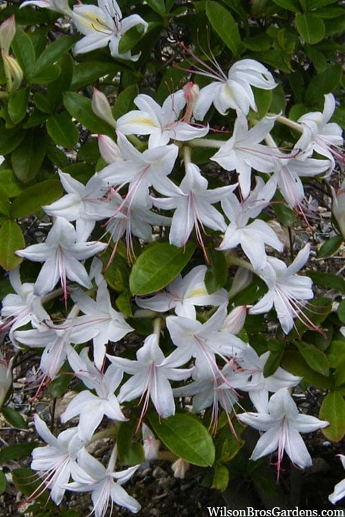 Weston's Innocence Fragrant Swamp Azalea (Rhododendron) - 3 Gallon Pot 1 Weston's Innocence Fragrant Swamp Azalea (Rhododendron) - 3 Gallon Pot
