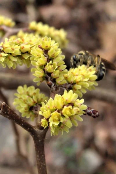 Fragrant Sumac (Rhus Aromatica) - 1 Gallon Pot -Chaste Tree World rhus aromatica fragrant sumac 2