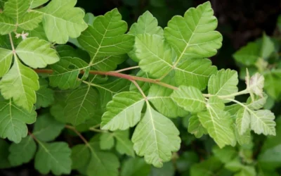 Fragrant Sumac (Rhus Aromatica) - 1 Gallon Pot -Chaste Tree World rhus aromatica fragrant sumac 5