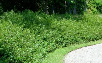 Fragrant Sumac (Rhus Aromatica) - 1 Gallon Pot -Chaste Tree World rhus aromatica fragrant sumac 7